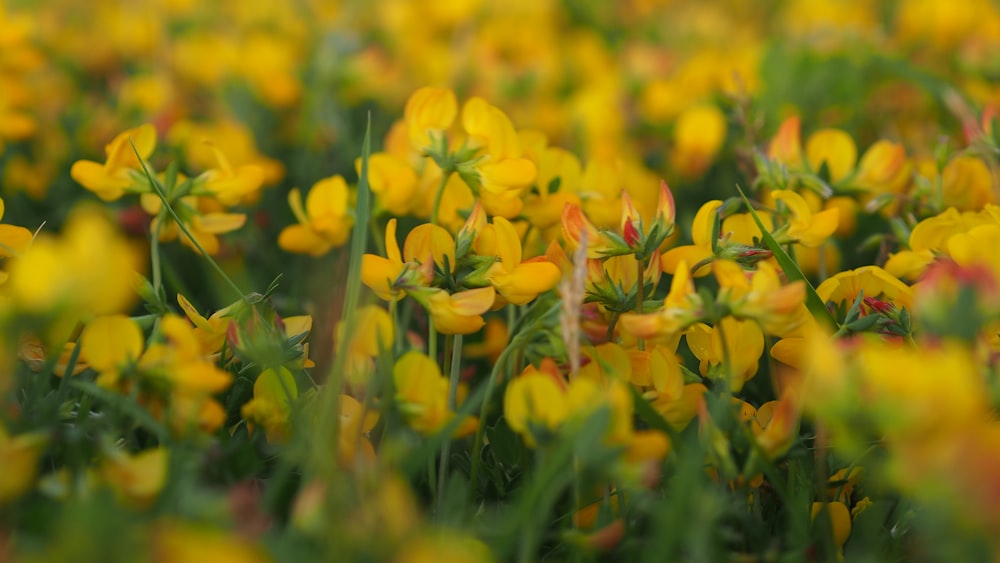 a bunch of yellow flowers that are in the grass