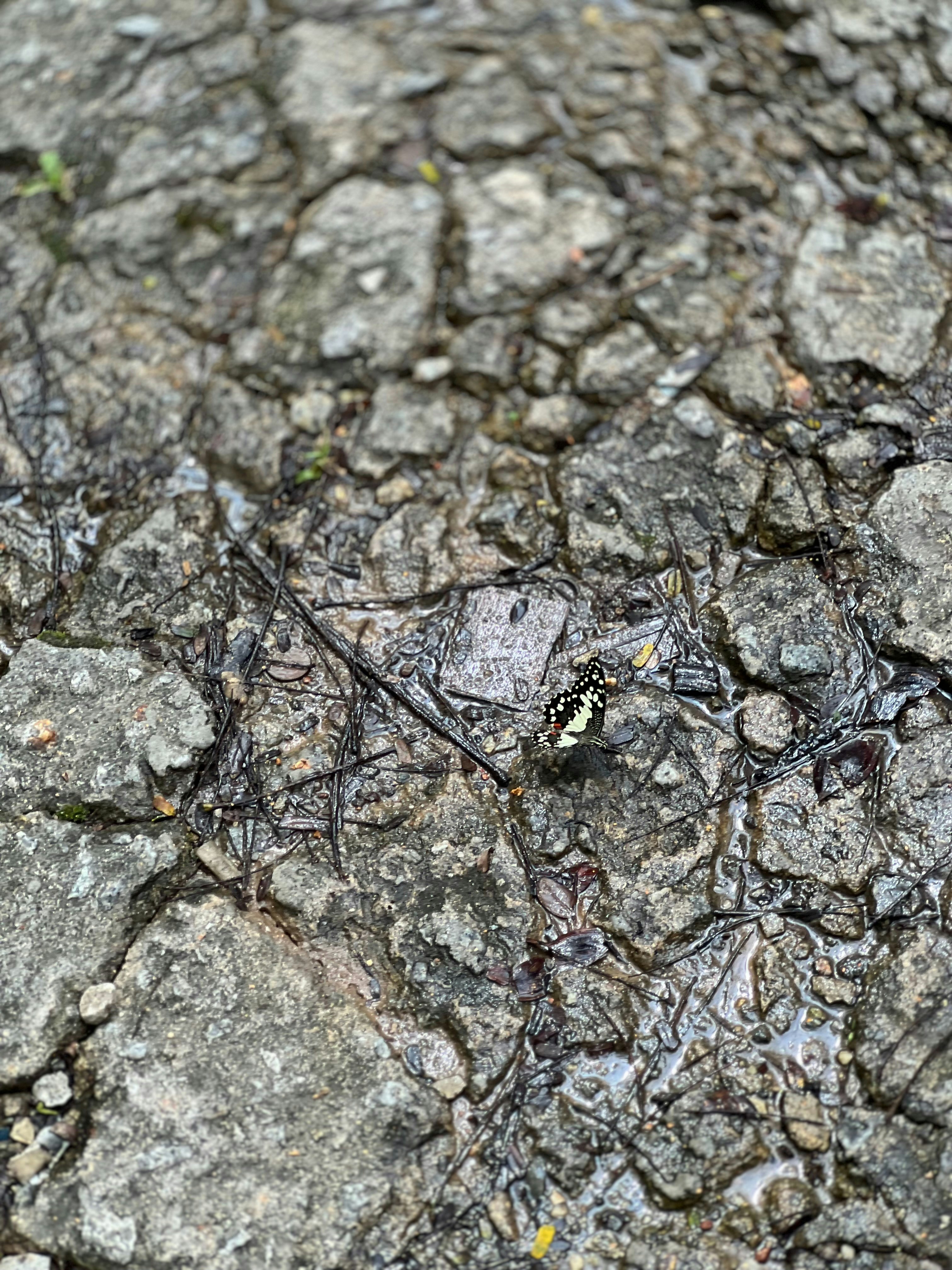 Photo by cyrusnumber78