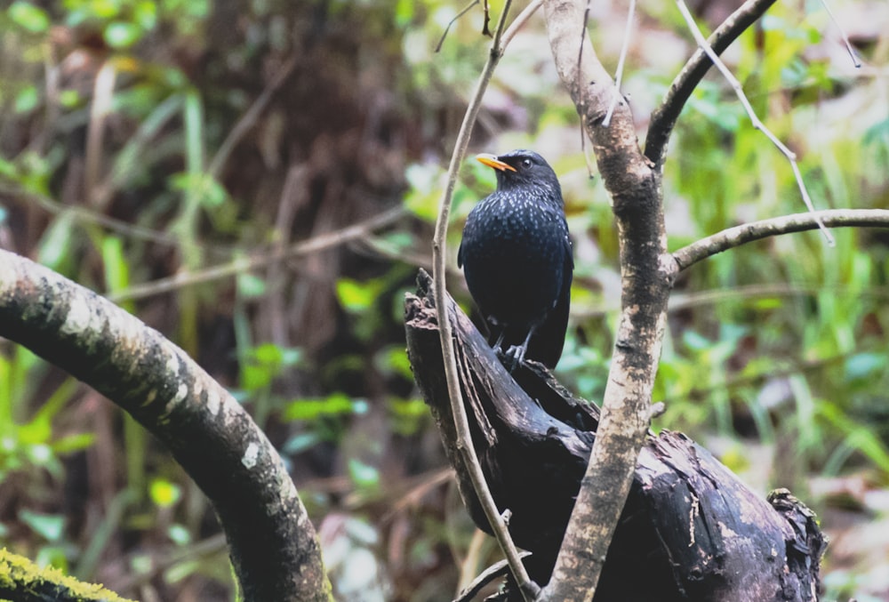 a black bird sitting on top of a tree branch