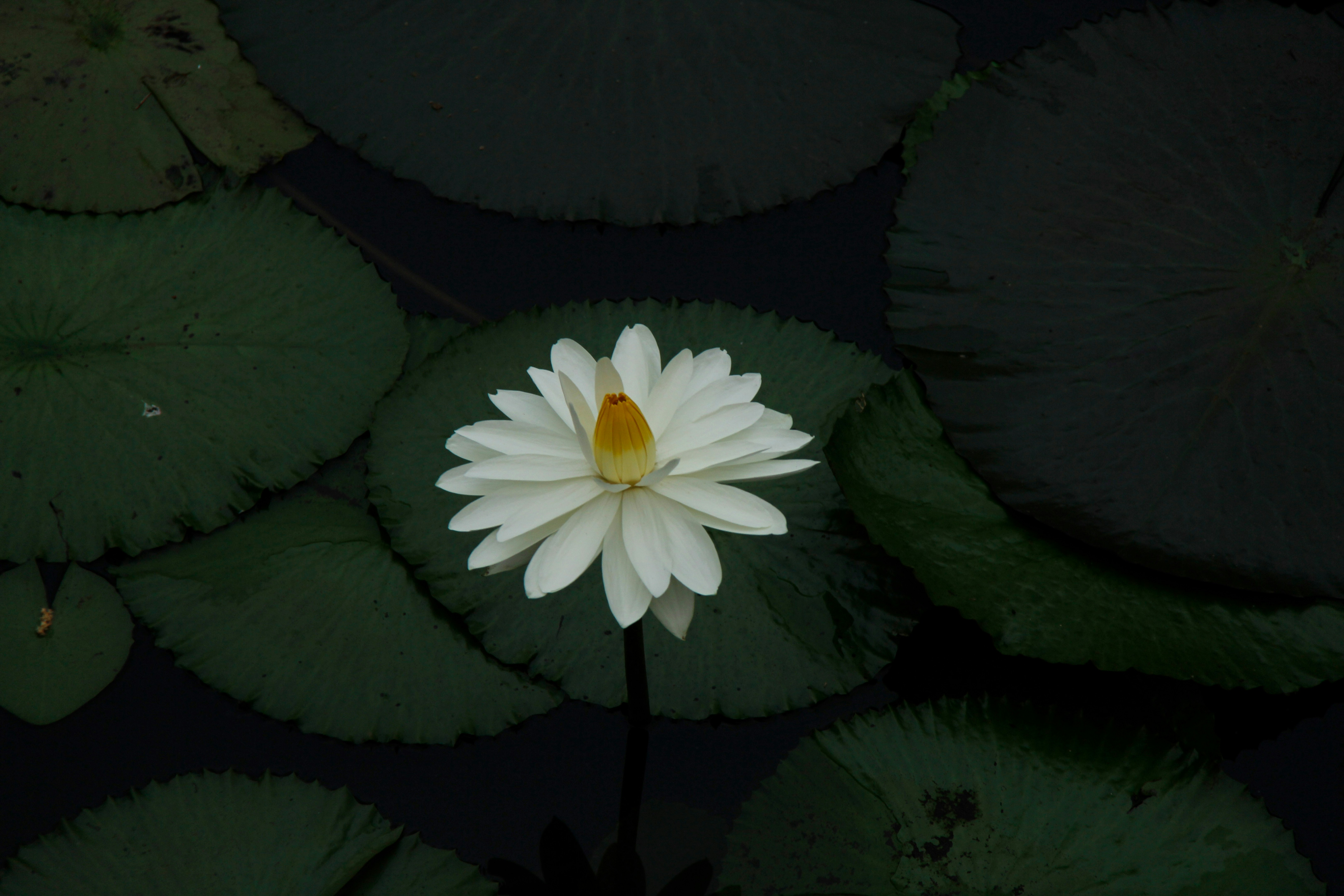 A white flower sitting on top of a lush green lily pad photo – Free ...