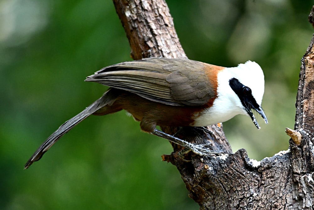 un pájaro posado en lo alto de la rama de un árbol