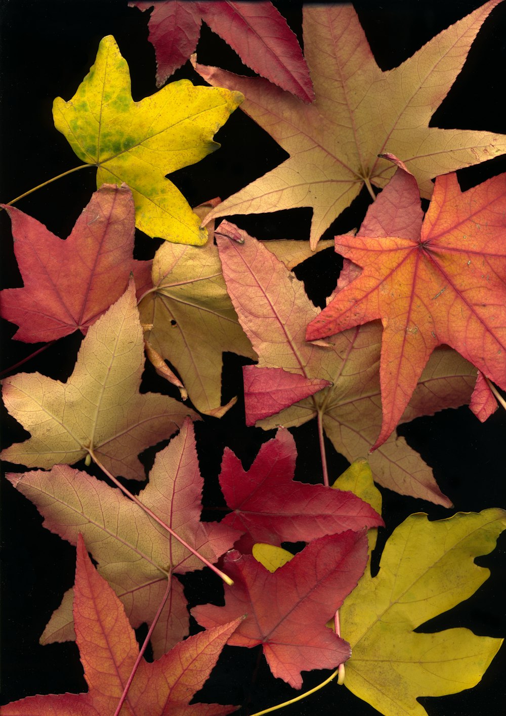 a group of colorful leaves on a black background