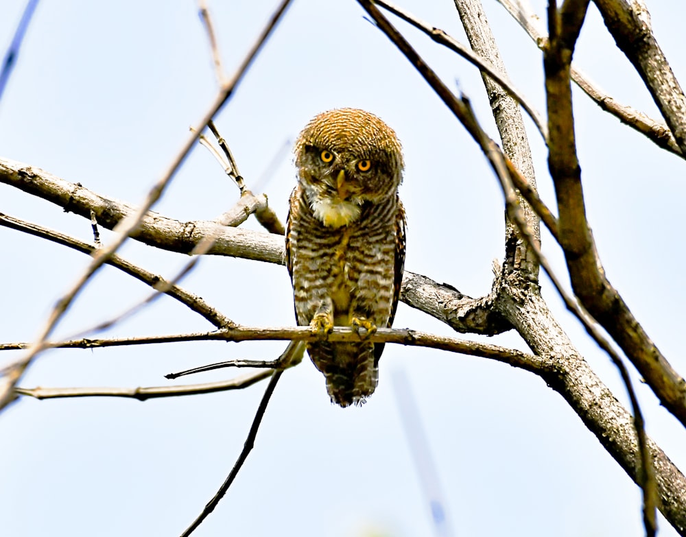 an owl is sitting on a branch of a tree