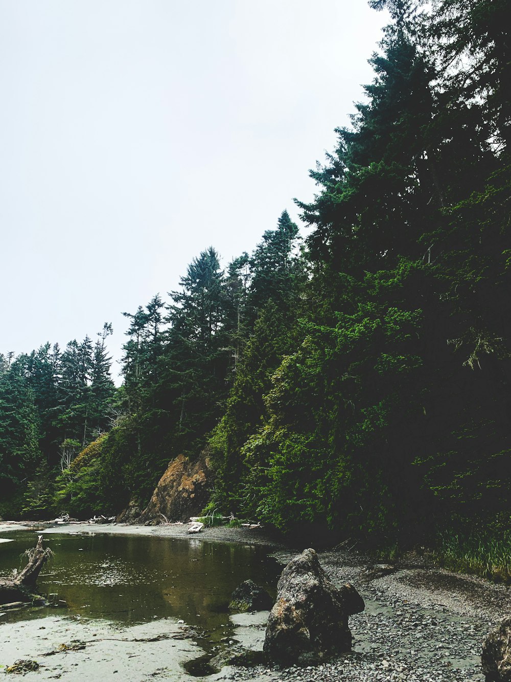 a river running through a lush green forest