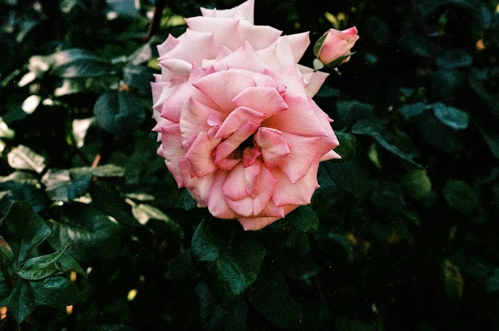 a pink rose is blooming in a garden