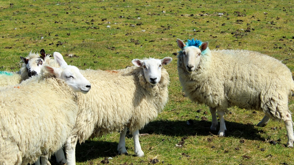 a herd of sheep standing on top of a lush green field