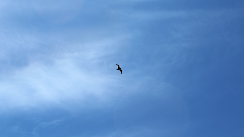 ein Vogel, der hoch oben am Himmel fliegt