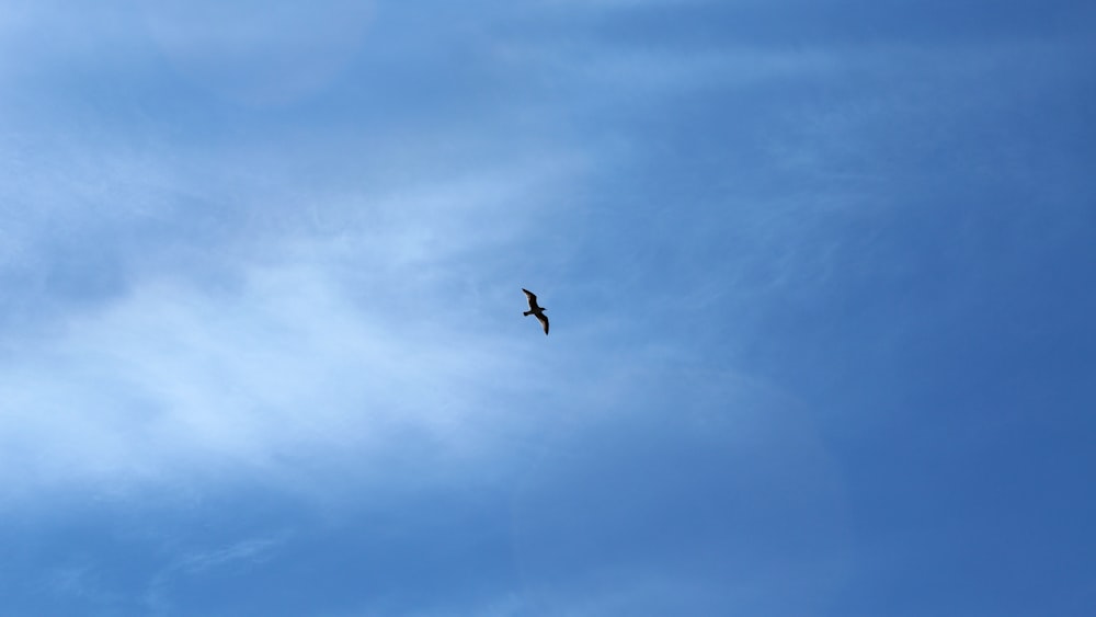 a bird flying high up in the sky