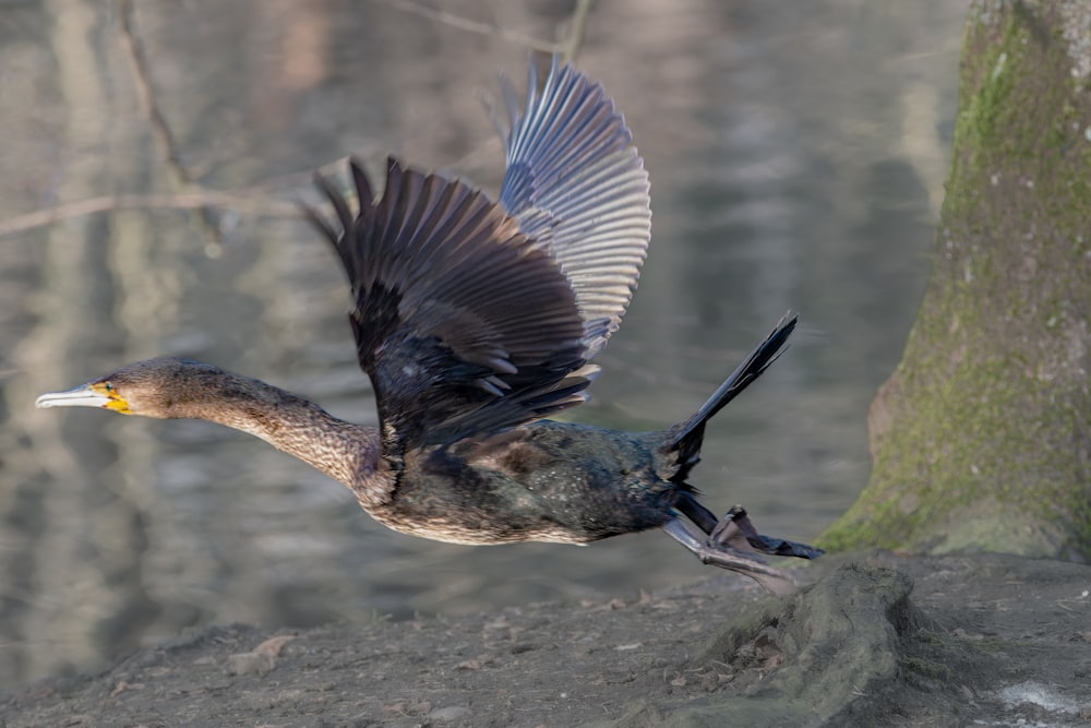 a bird flying over a tree in a forest