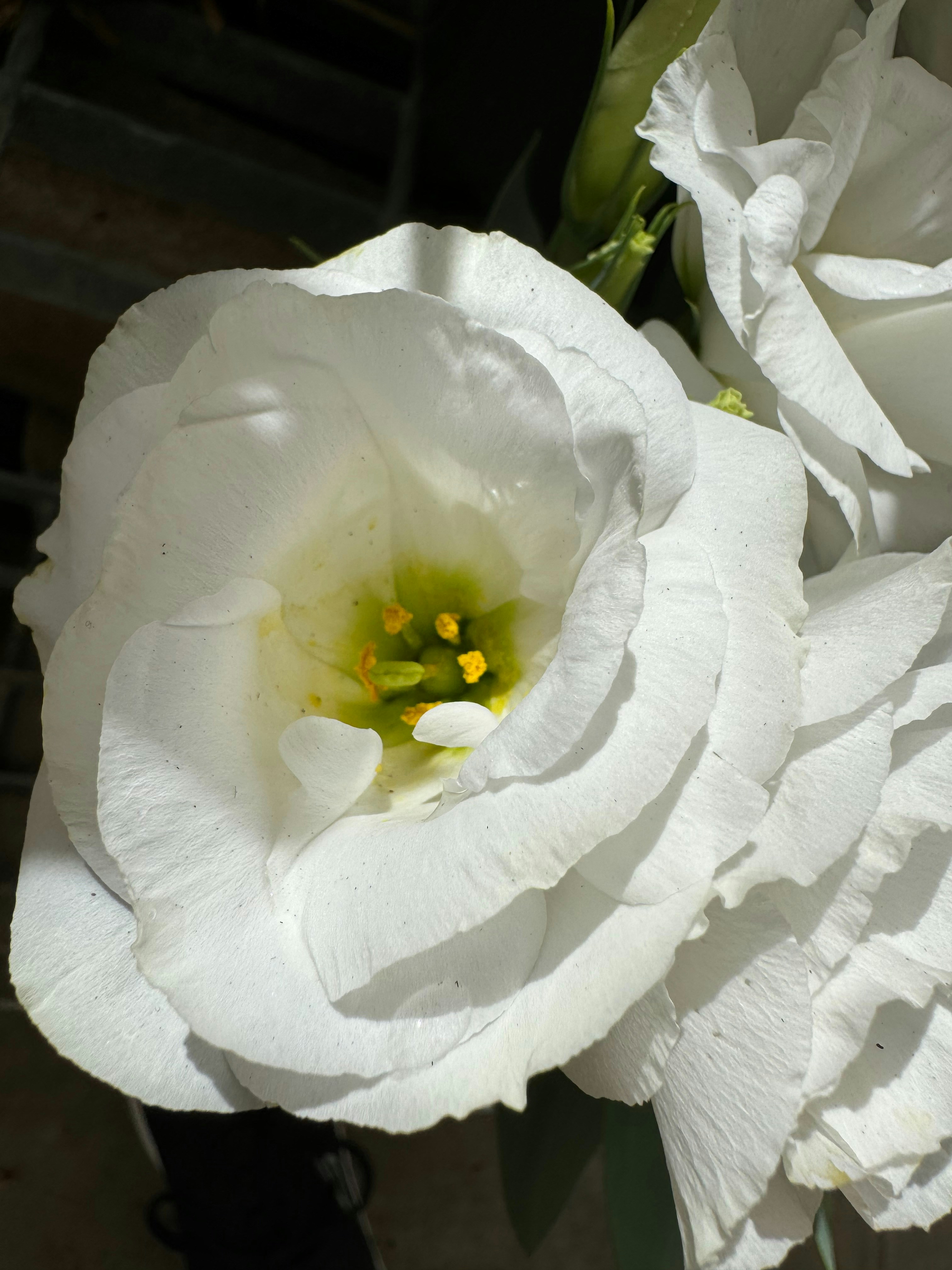 Photo by orion_freeman