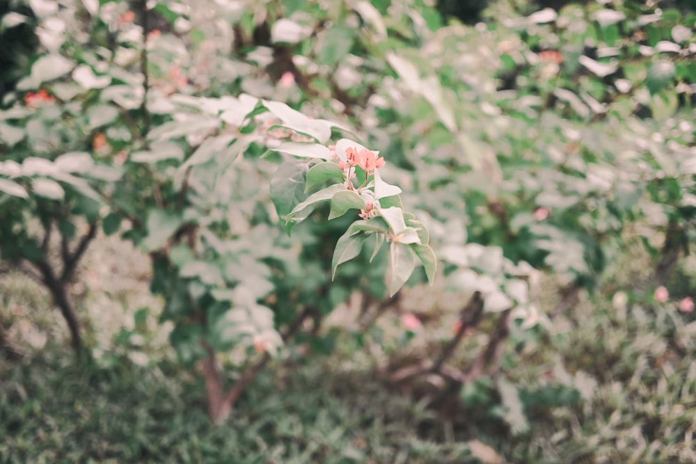 a blurry photo of a bush with flowers