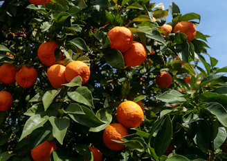 Seville oranges