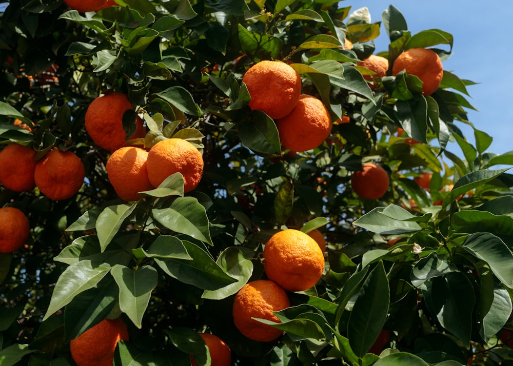 a tree filled with lots of ripe oranges