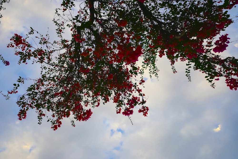 a tree with red flowers in front of a cloudy sky