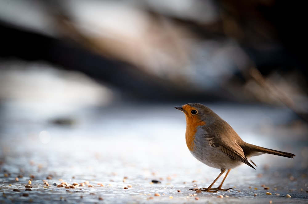 a small bird is standing on the ground