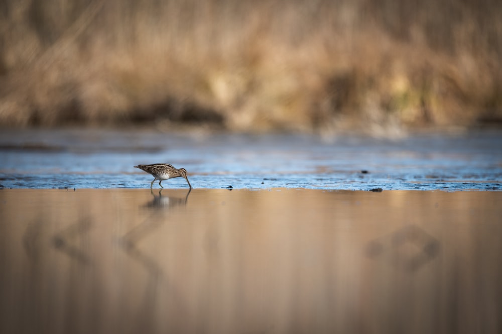 a small bird standing on a beach next to a body of water