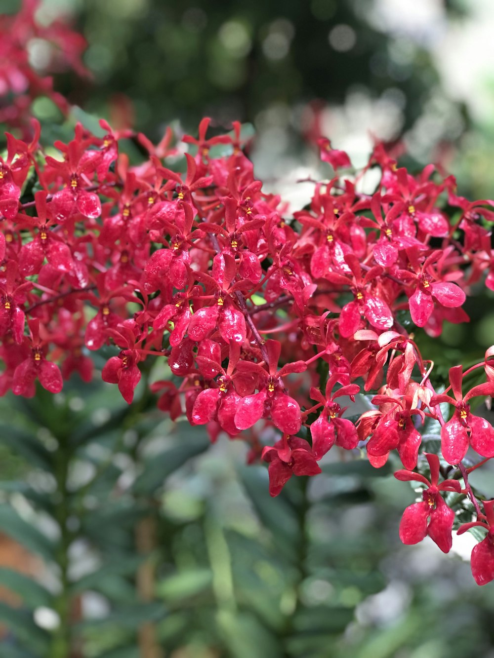 a bunch of red flowers with green leaves