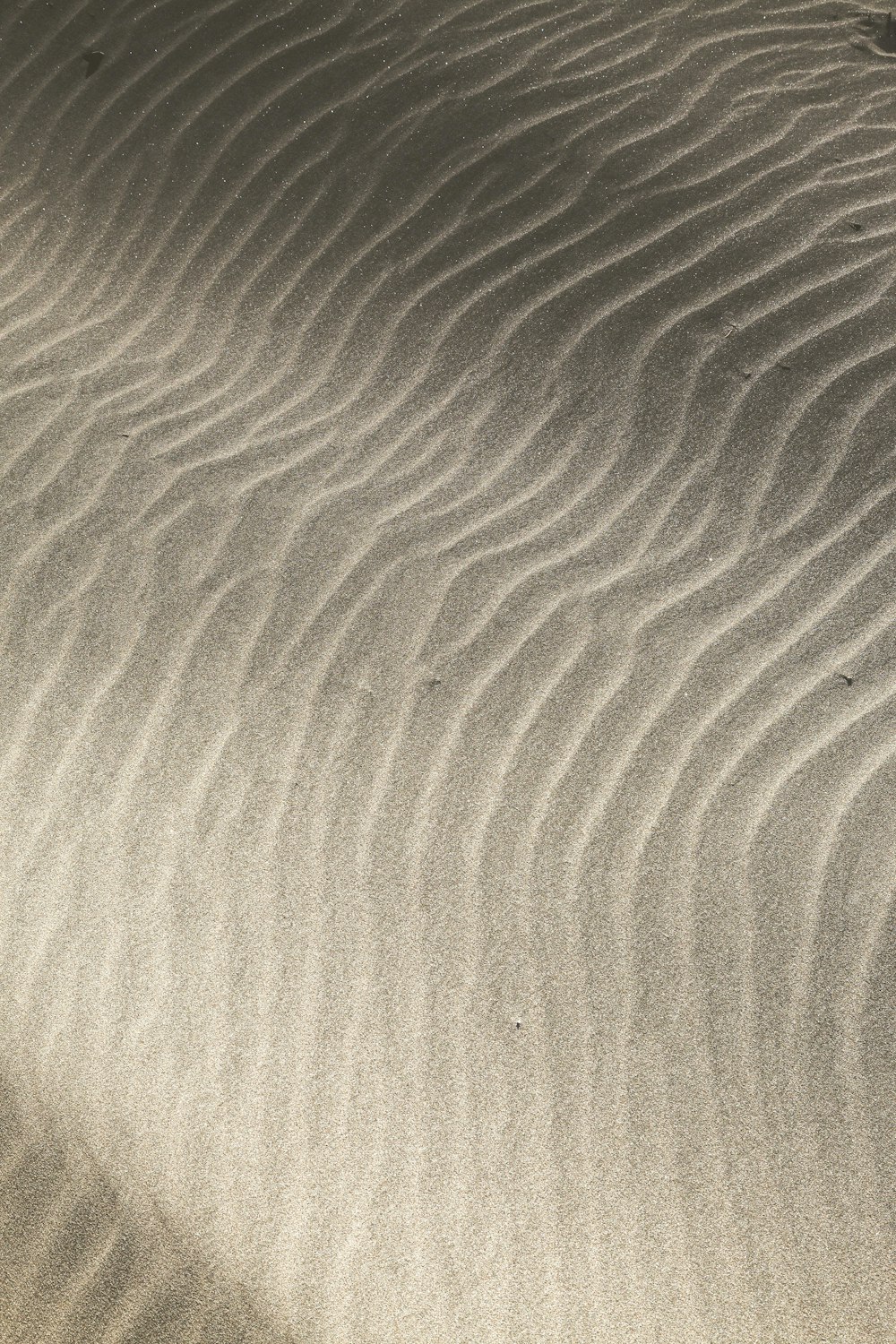 una duna de arena con un pequeño pájaro parado encima de ella