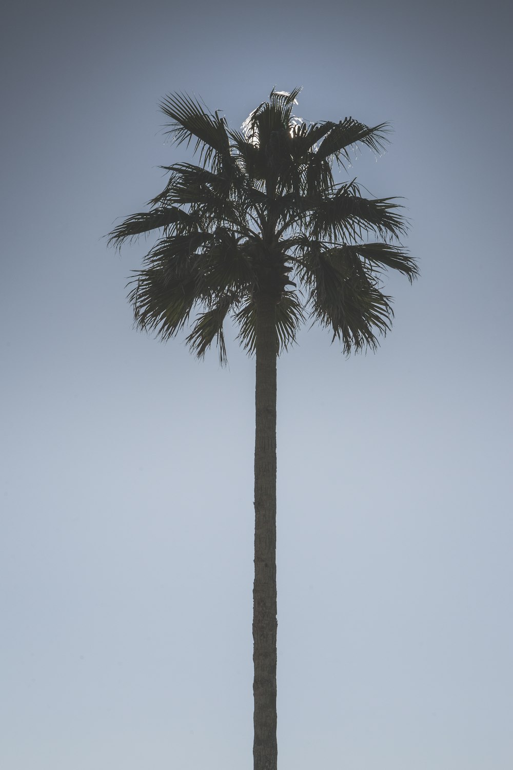 eine hohe Palme, die unter einem blauen Himmel sitzt