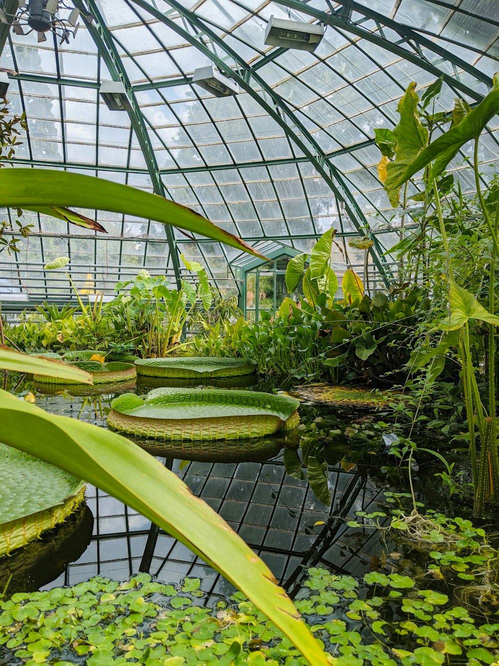 a pond inside of a greenhouse filled with lots of plants
