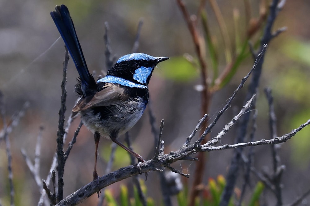 a blue and black bird sitting on a tree branch