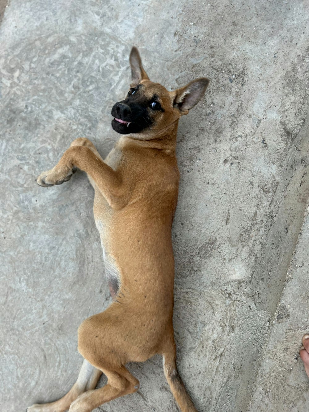 a brown dog standing on its hind legs on a rock