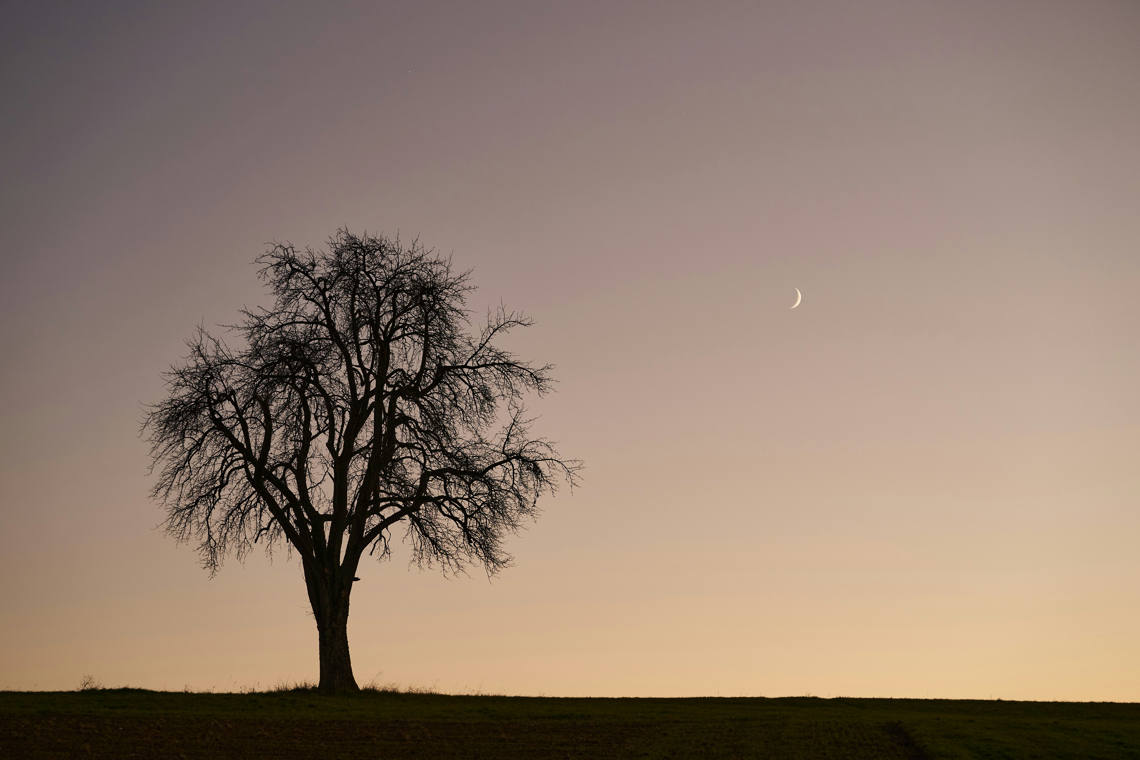 Photo by wolfgang_hasselmann