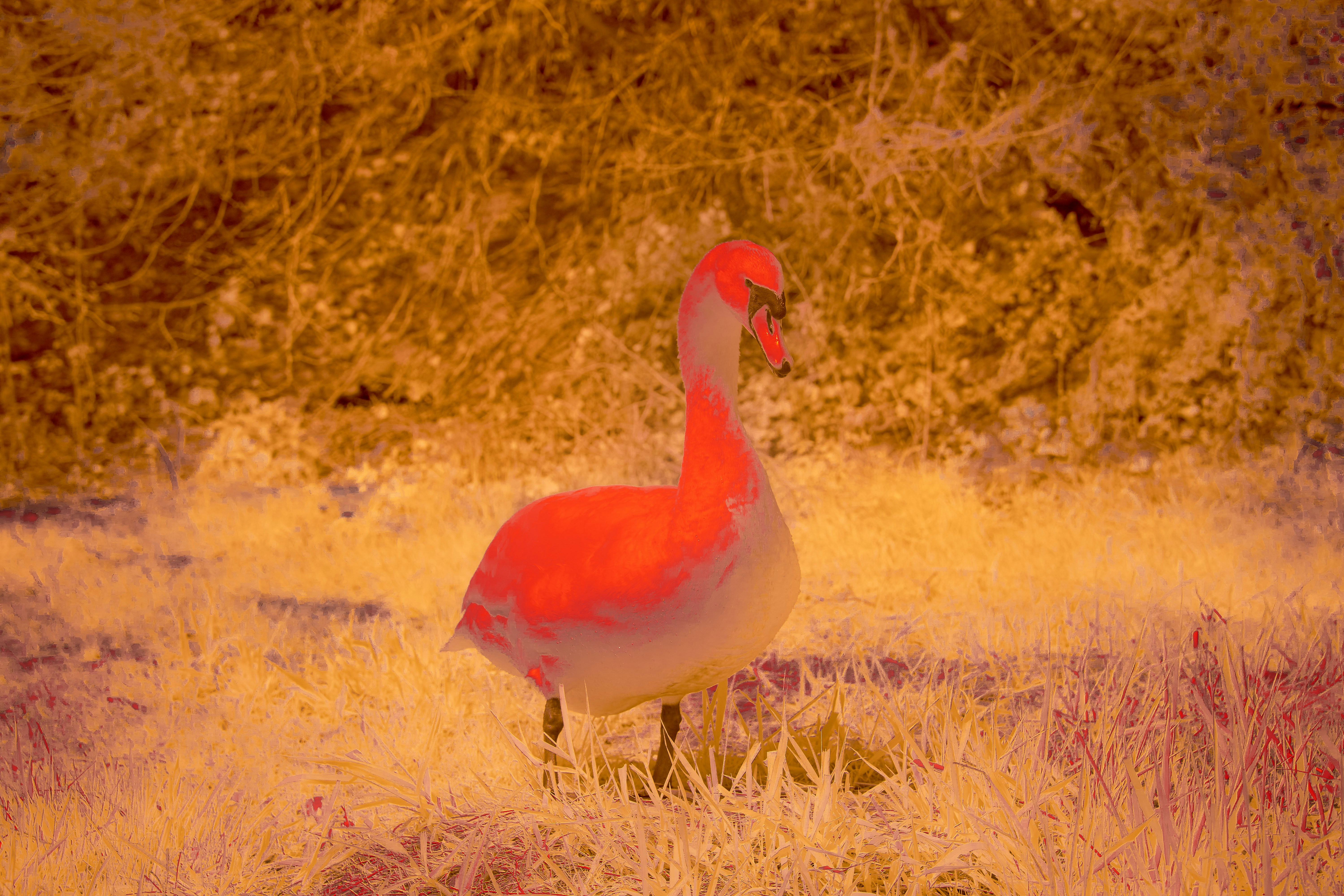 Photo by wolfgang_hasselmann