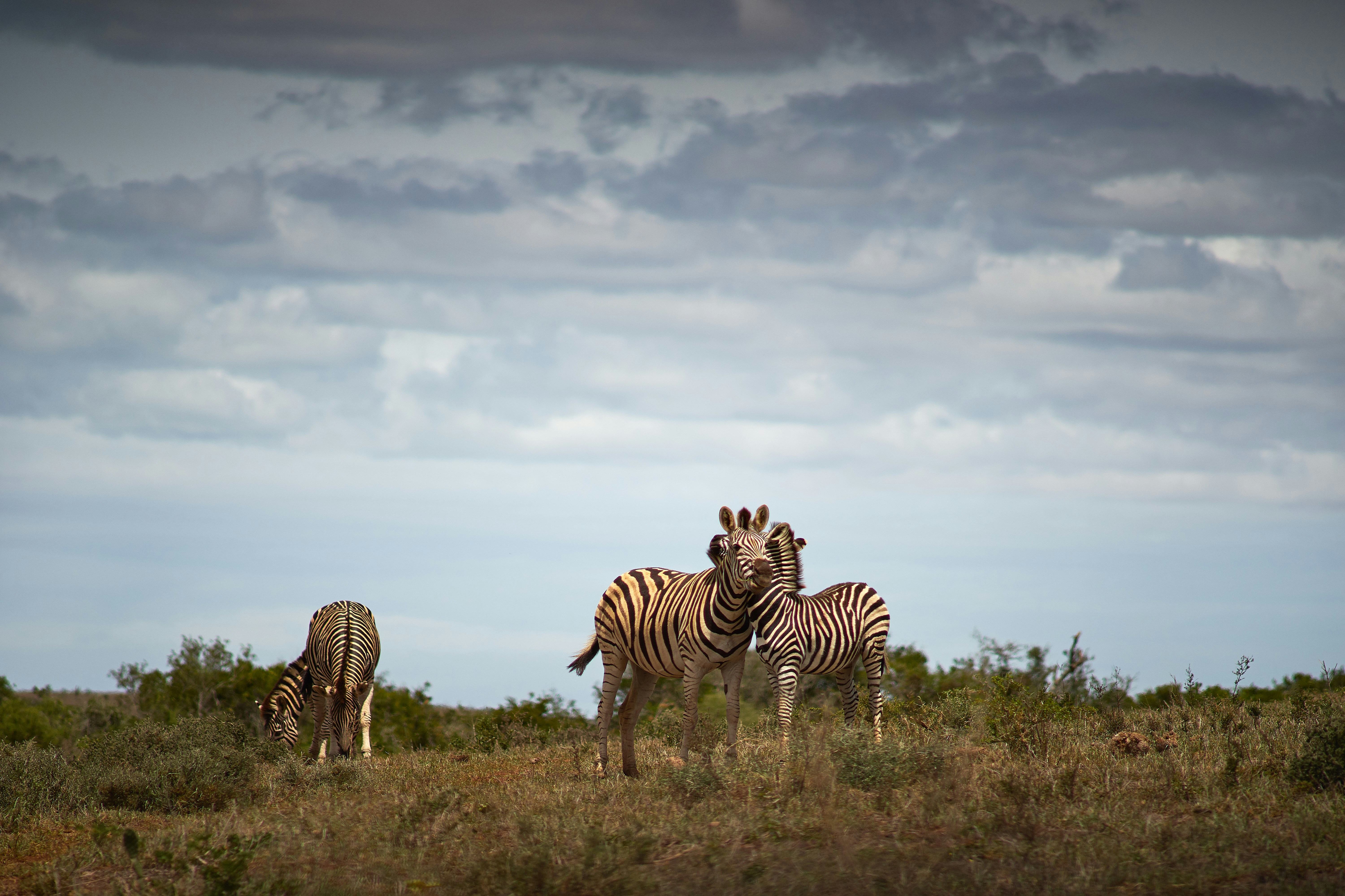 Photo by wolfgang_hasselmann