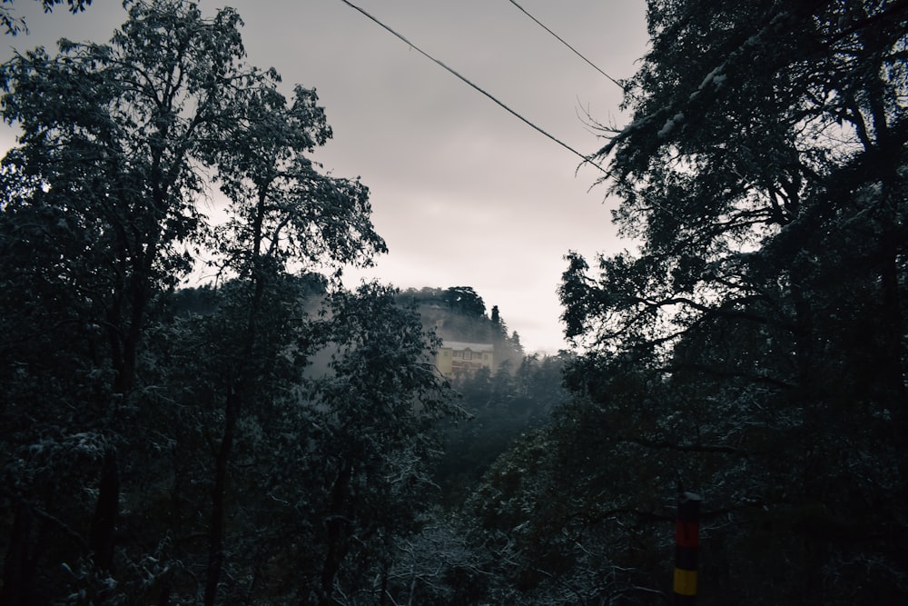 un bosque lleno de muchos árboles bajo un cielo nublado