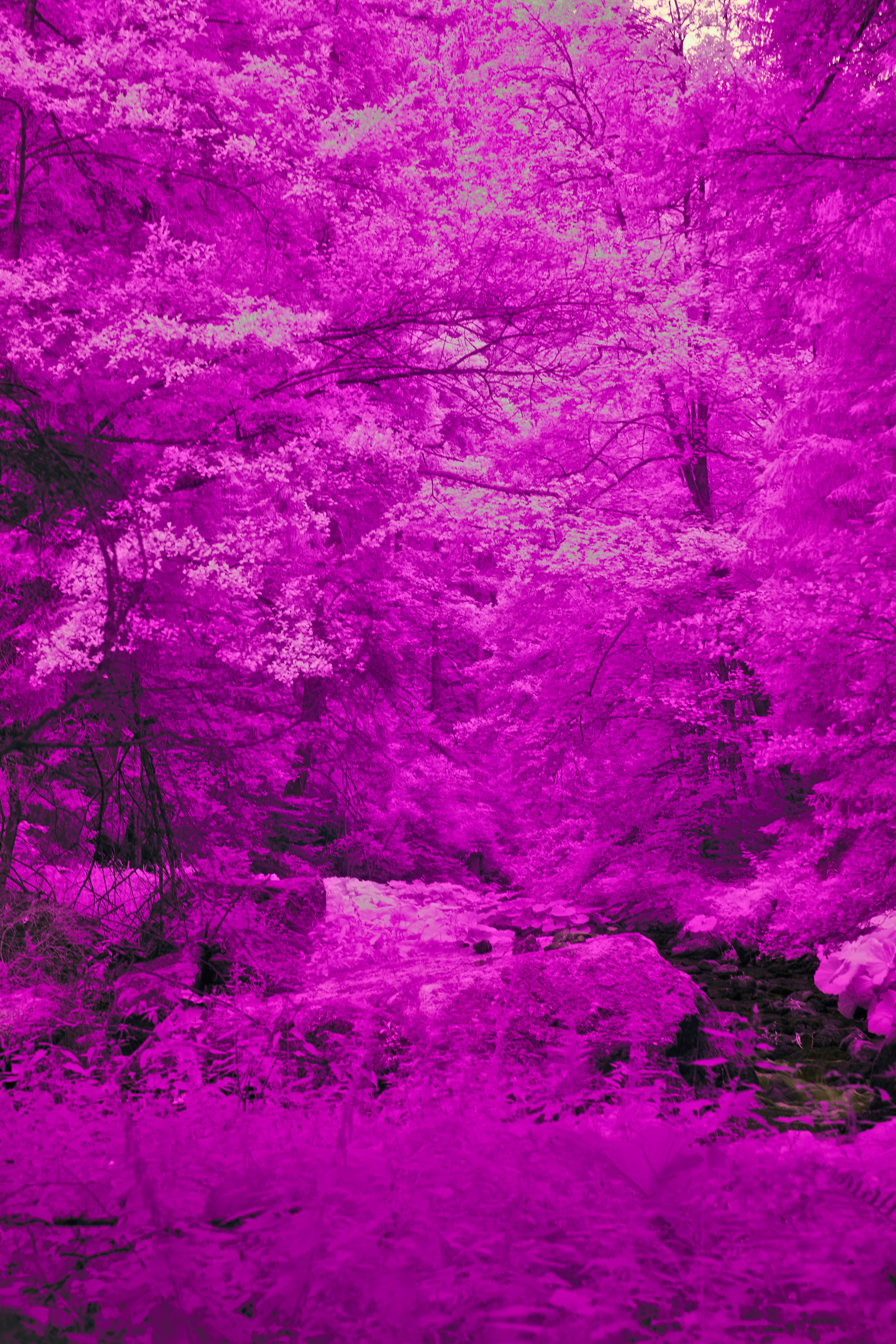 Photo by wolfgang_hasselmann