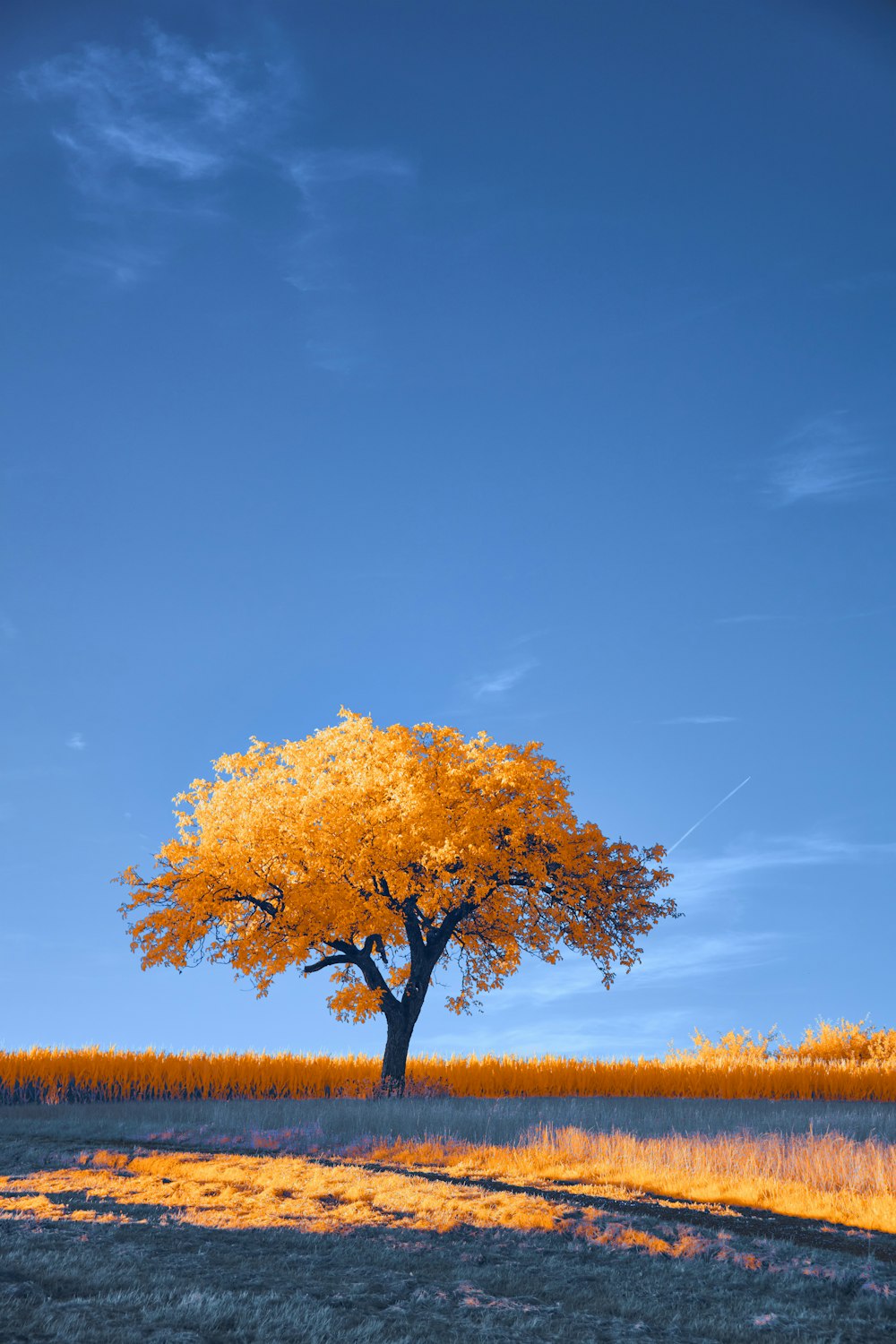 a lone tree stands in the middle of a field