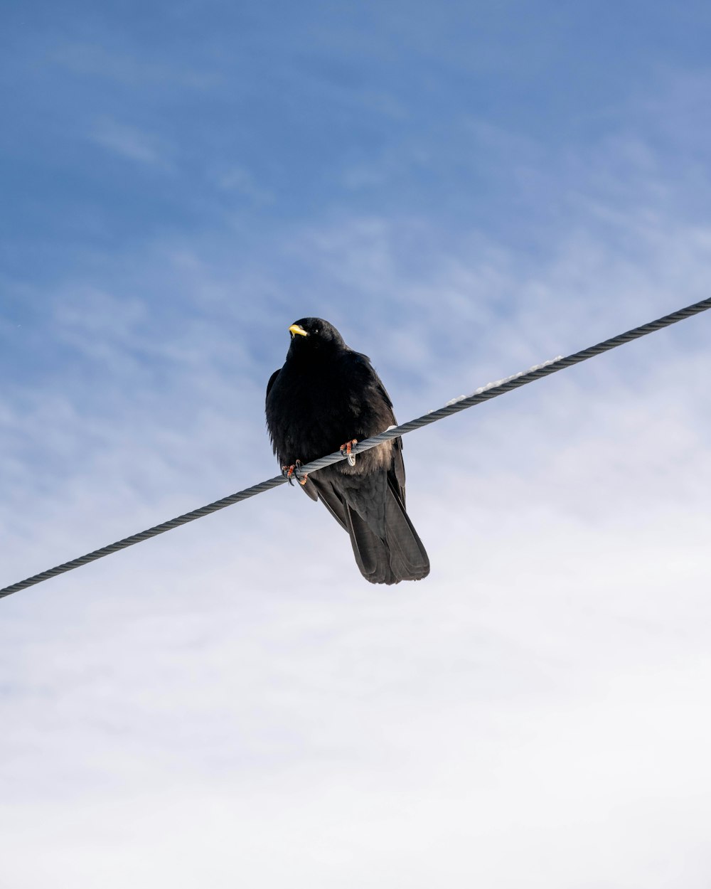 a black bird sitting on top of a power line