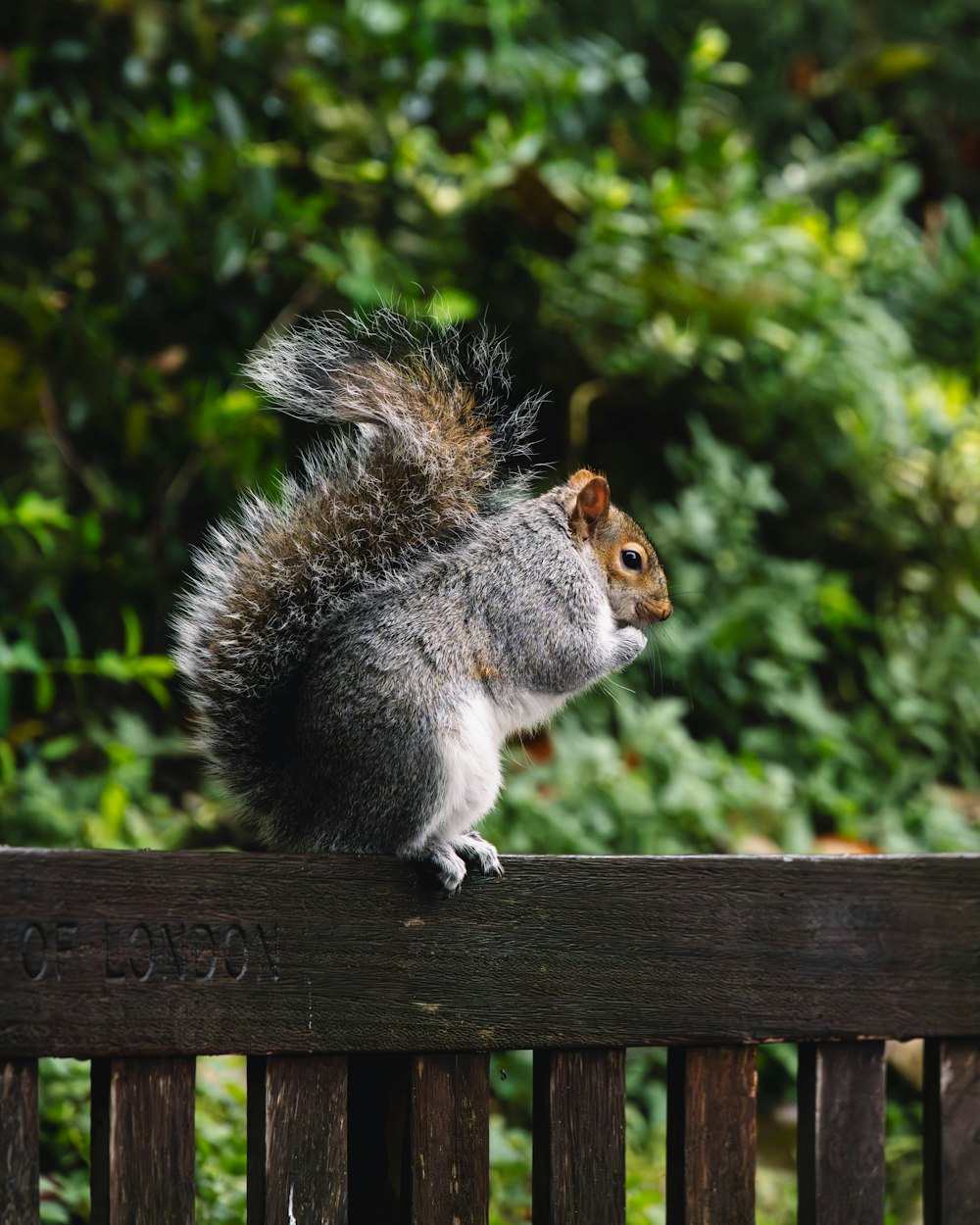 a squirrel sitting on top of a wooden bench