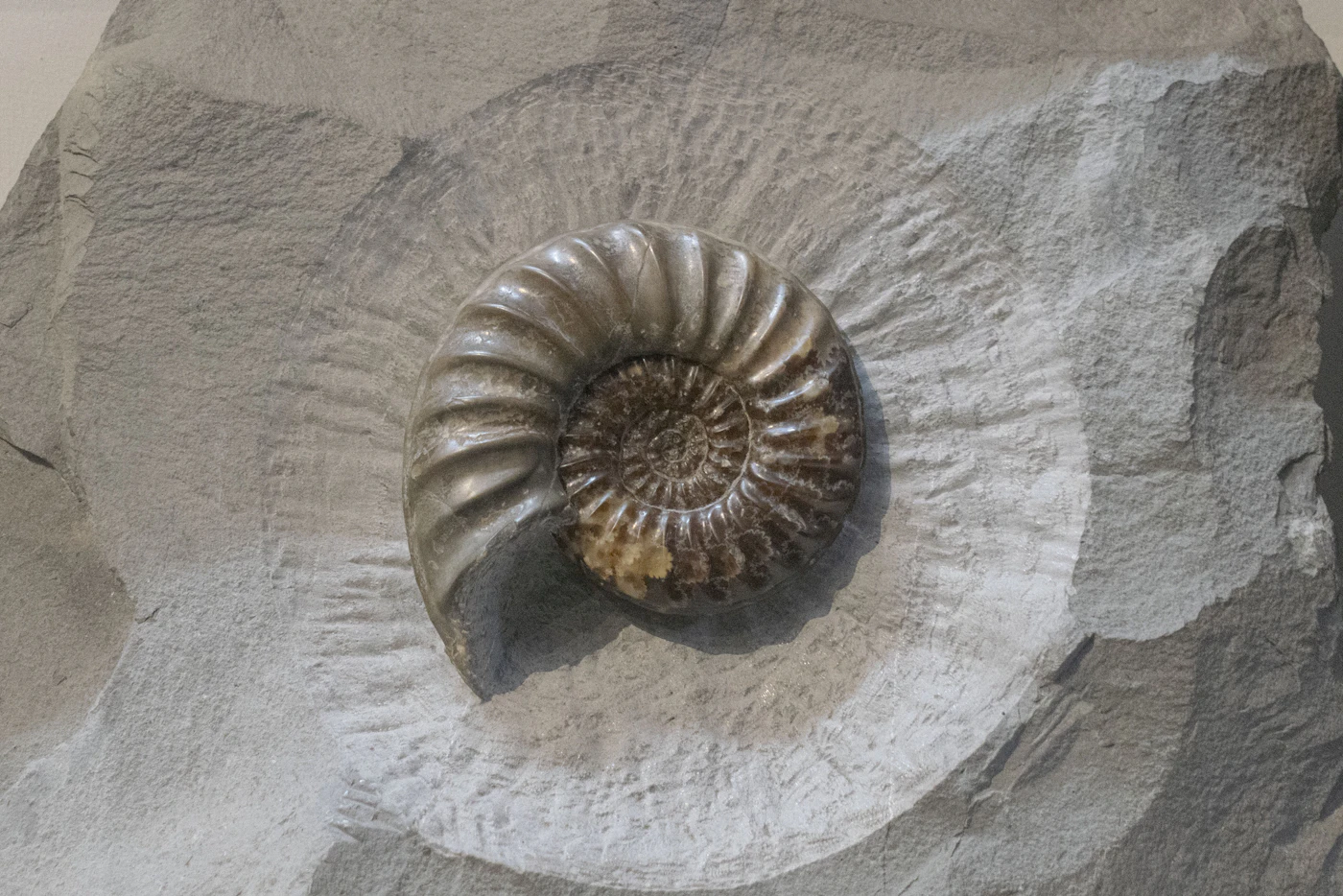 Close-up of a fossil set in stone