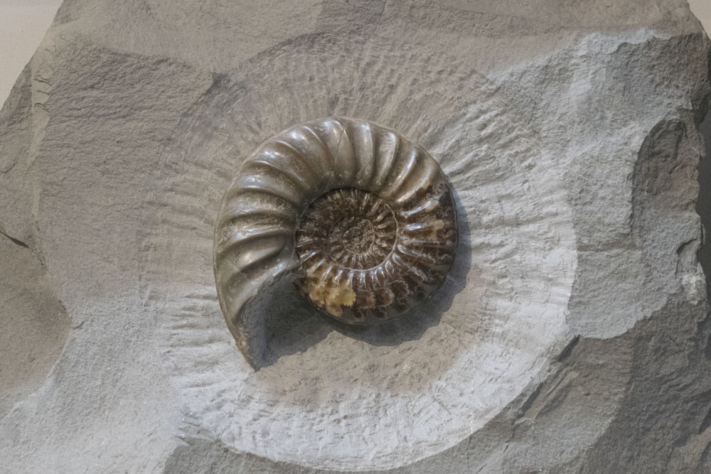 a rock with a shell on top of it