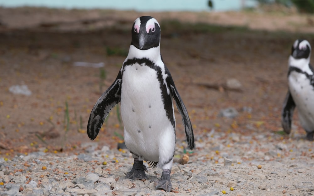 a couple of penguins standing on top of a gravel field