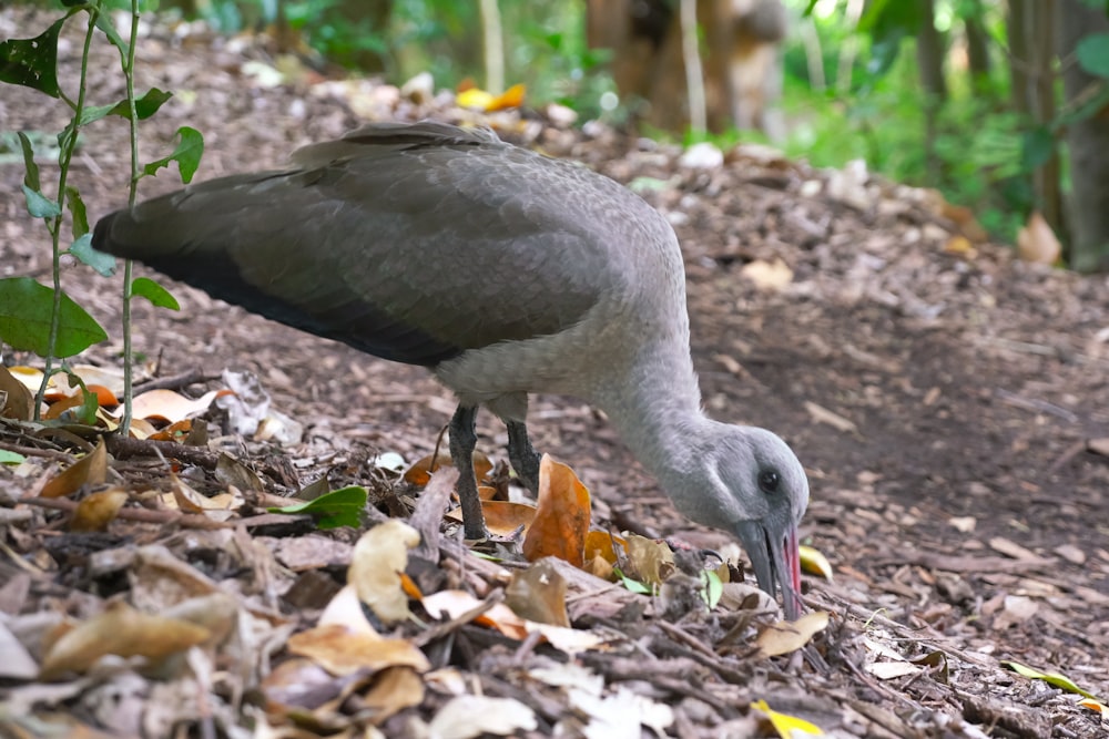 un uccello sta mangiando le foglie sul terreno