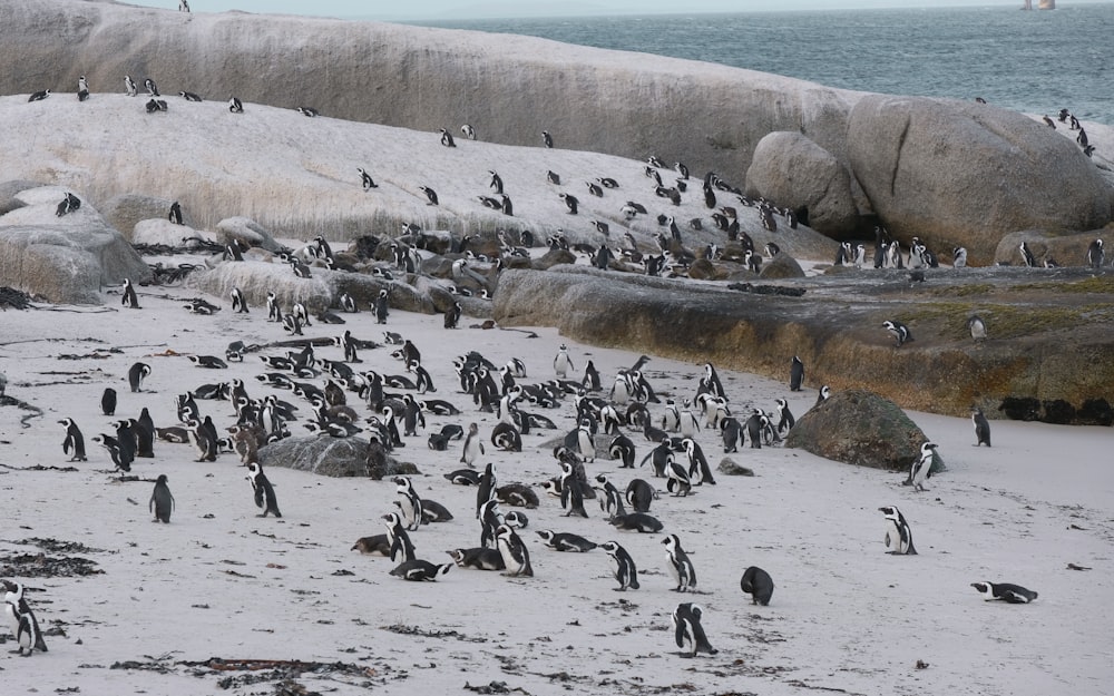 ビーチのペンギンの大群