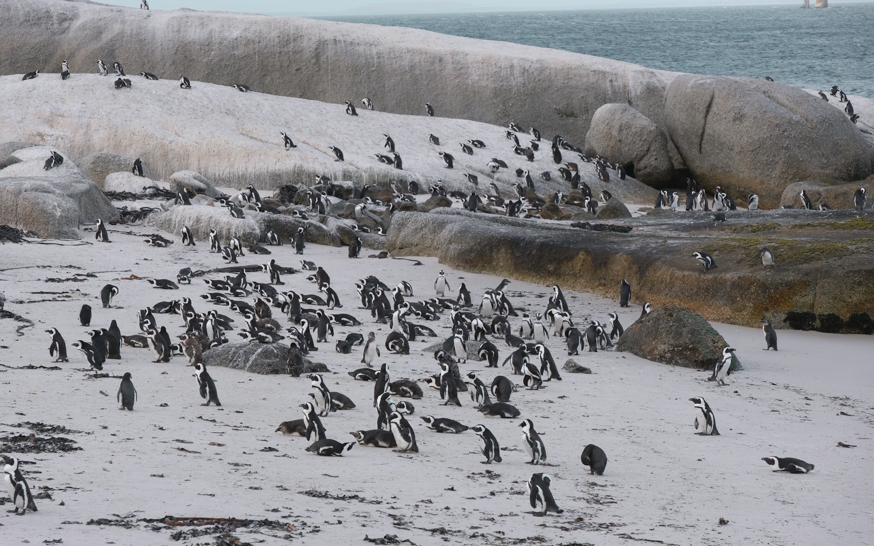 A colony of African penguins among rocks and sand at Boulders Beach