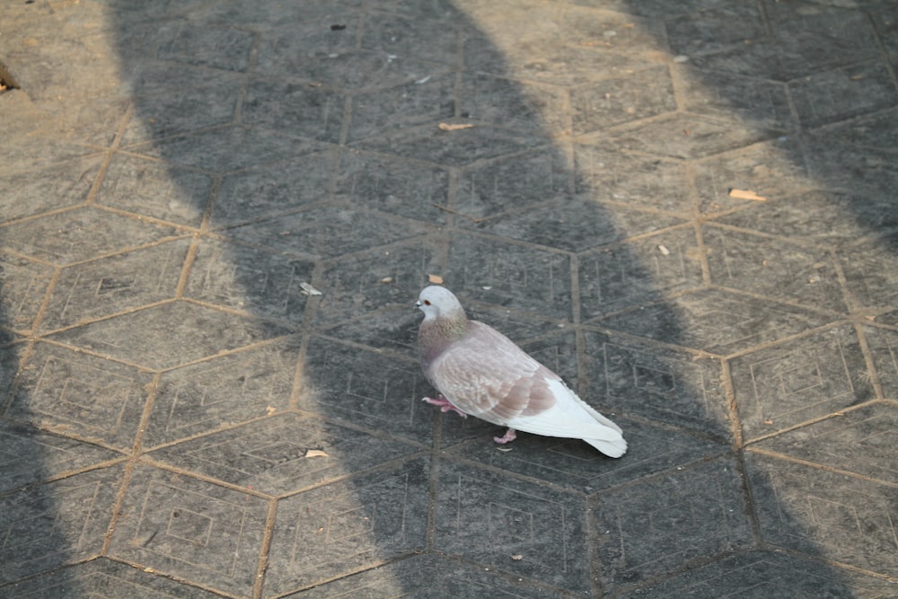 a pigeon standing on the ground in the sun