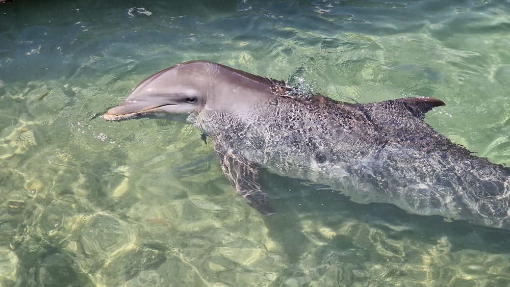 a dolphin swimming in a body of water