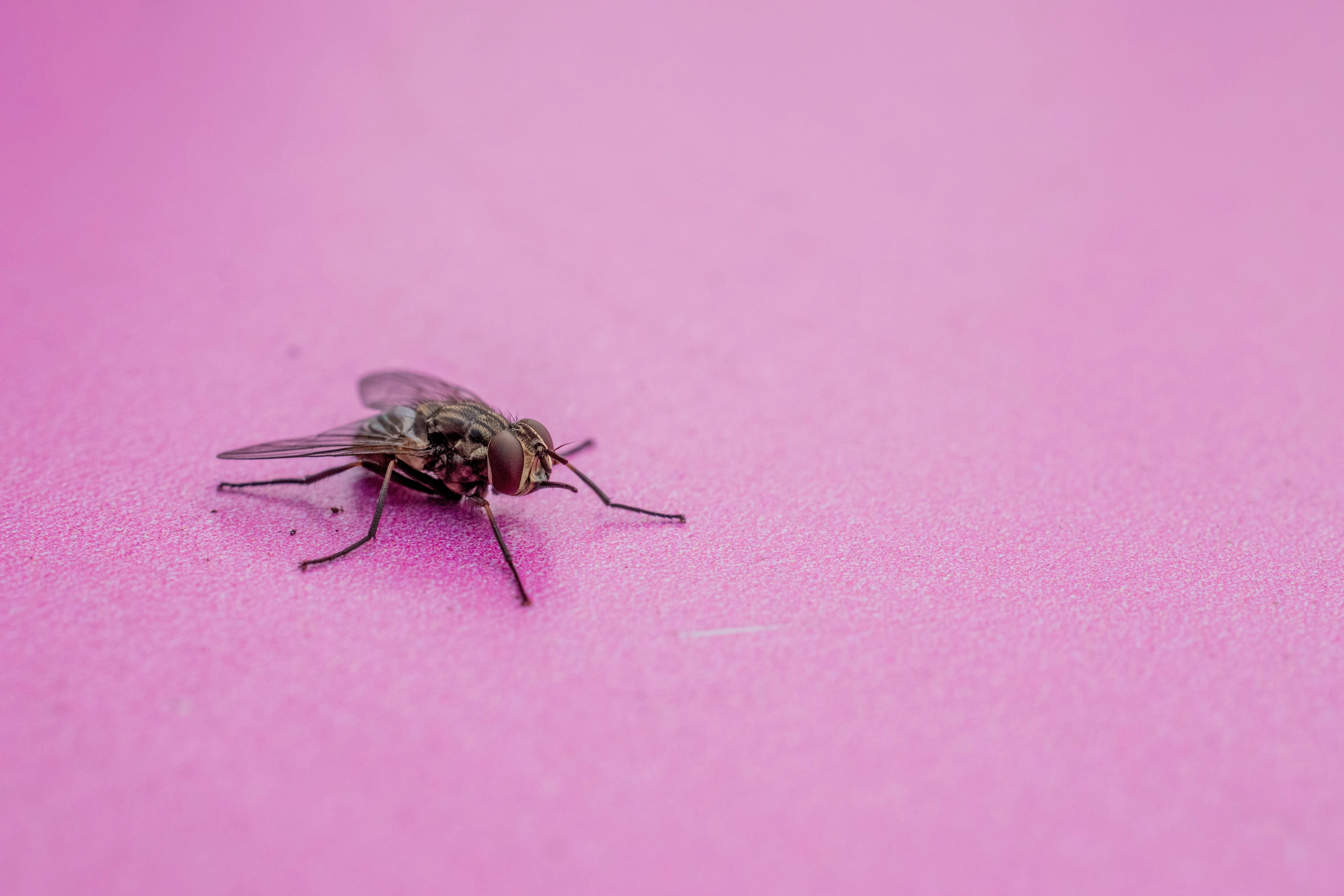 A close up of a fly on a pink surface photo – Free Pink Image on Unsplash