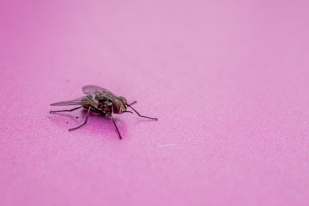 a close up of a fly on a pink surface