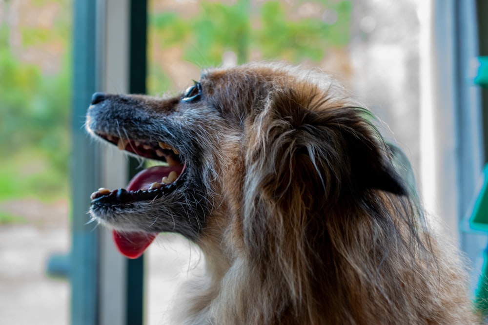 a dog with its mouth open looking out a window