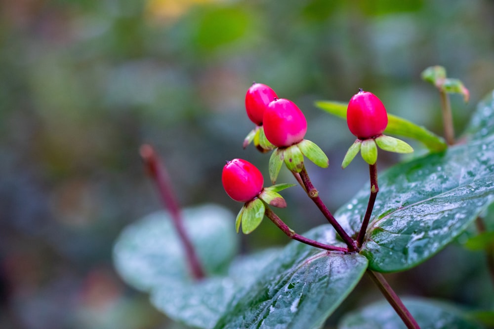 a close up of a flower on a plant