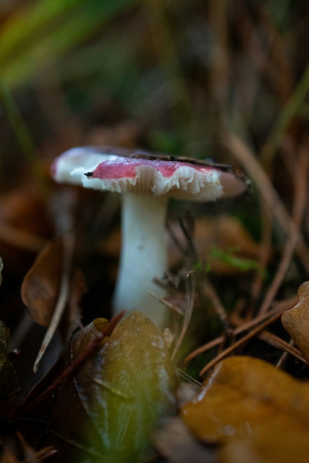 a close up of a mushroom on the ground