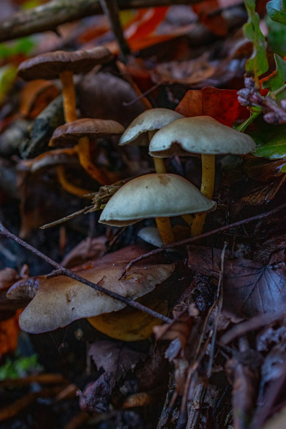 a group of mushrooms that are on the ground