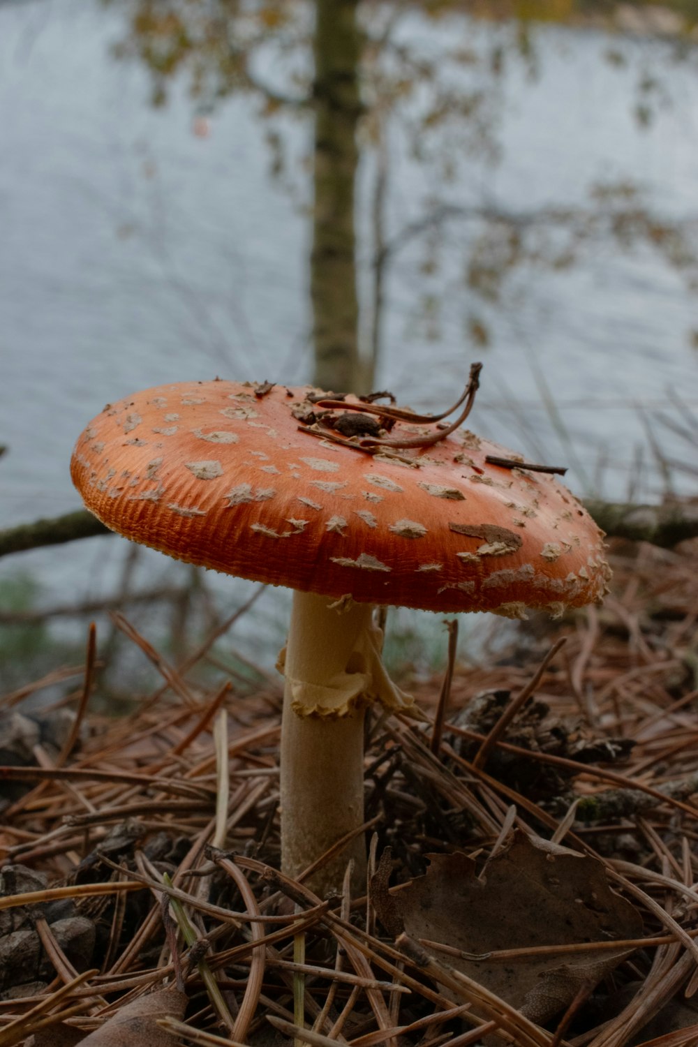 a mushroom sitting on the ground next to a body of water