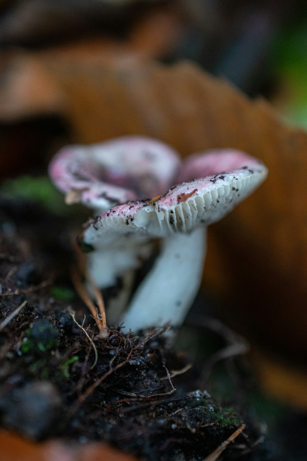 a couple of small white mushrooms sitting on top of a forest floor